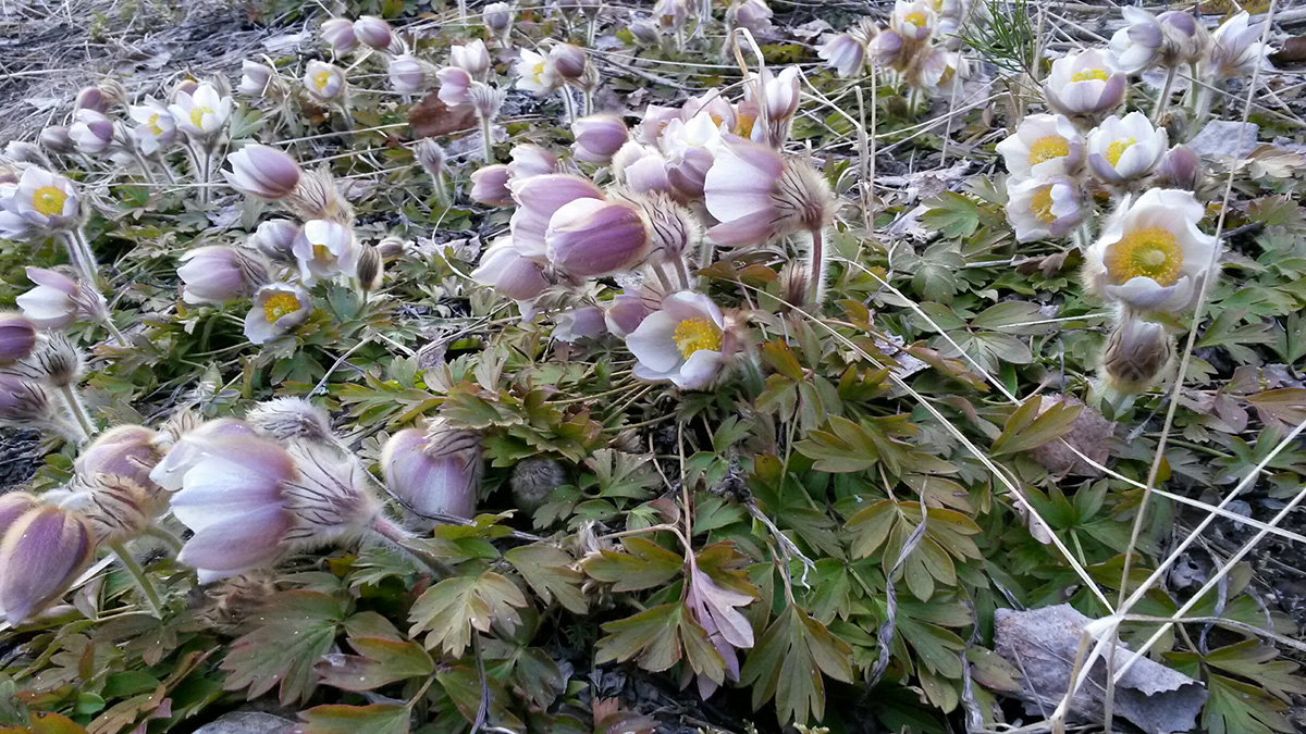kangasvuokkoja lähikuvassa.