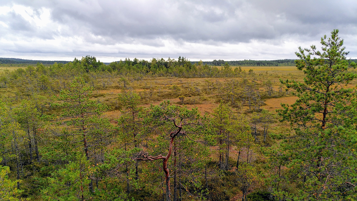 Suomaisemaa kuvattuna ylhäältä päin, Valkmusan kansallispuisto.